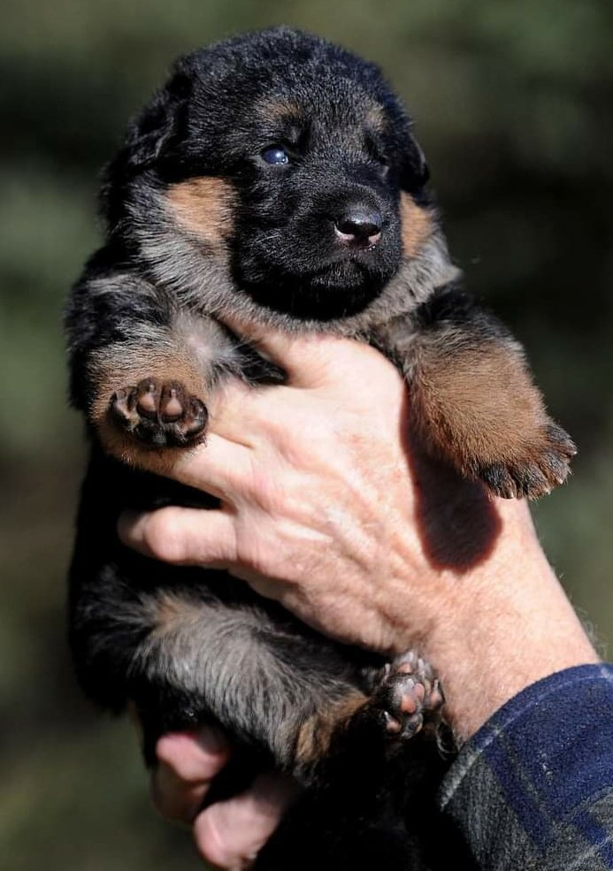 black german shepherds puppies
